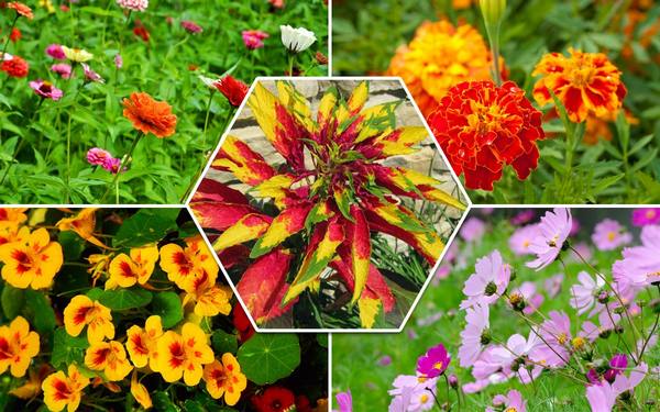 10 декоративных растений, которые зацветают в год посева с фото
