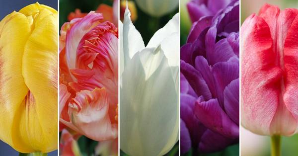 10 лучших сортов тюльпанов для выгонки (названия, фото, описания) с фото