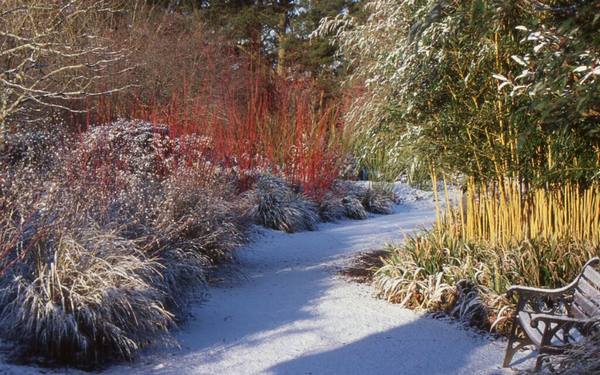 11 деревьев и кустарников с красивой корой, которые украсят зимний сад - фото