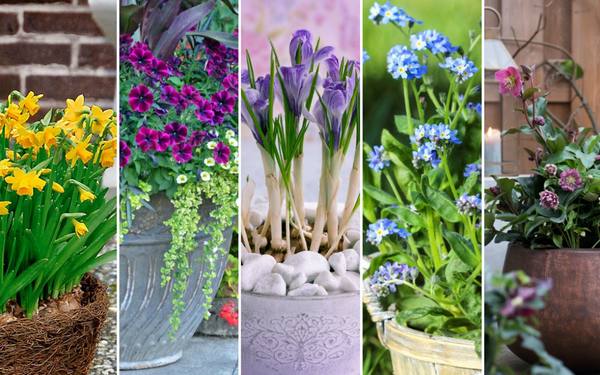 11 невероятно красивых цветов для весеннего контейнерного сада - фото