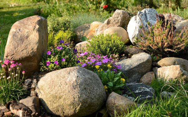 13 скальных растений, цветущих с весны и до осени с фото