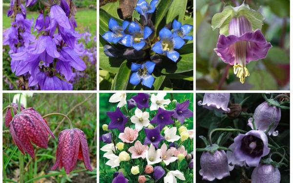 16 очаровательных цветов, похожих на колокольчики с фото