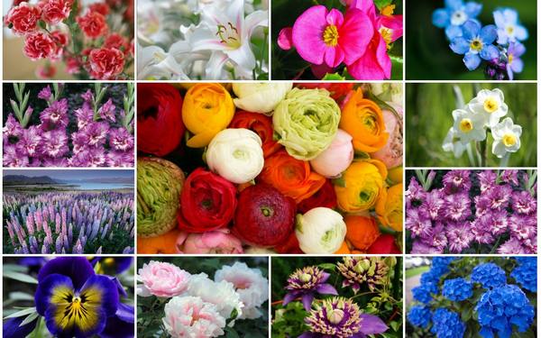 30 восхитительных декоративных растений для вашего сада - фото
