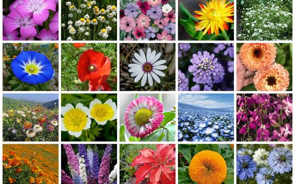30 ярких цветов, которые можно сеять в открытый грунт в мае - фото