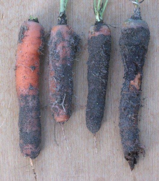 8 болезней и 7 вредителей моркови с фото