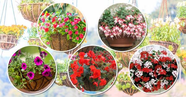8 красивых ампельных растений для сада с фото