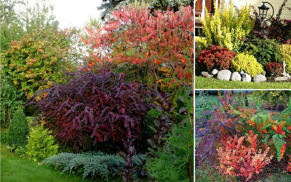 8 правил использования растений с цветными листьями в дизайне сада - фото