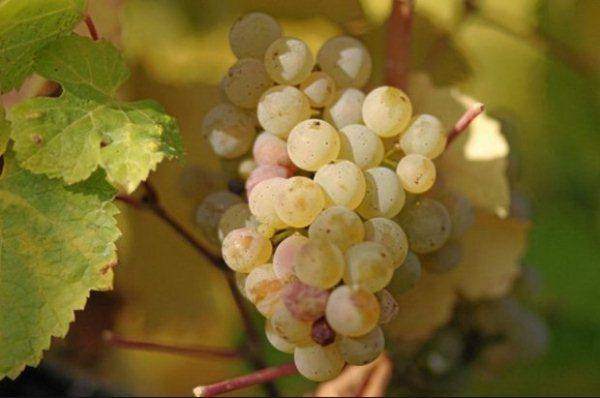 Подробное описание сорта винограда мускат - фото