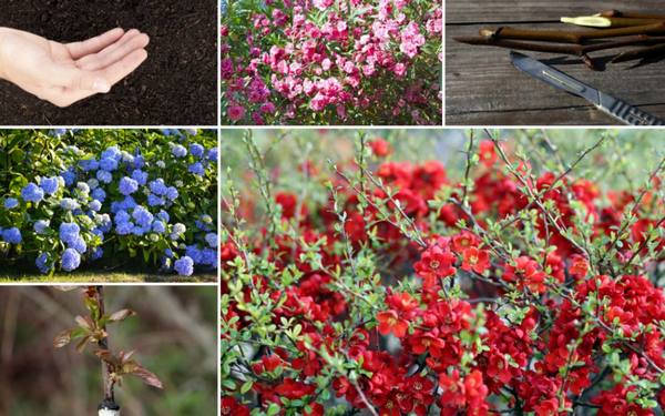 8 способов размножения декоративных кустарников с фото