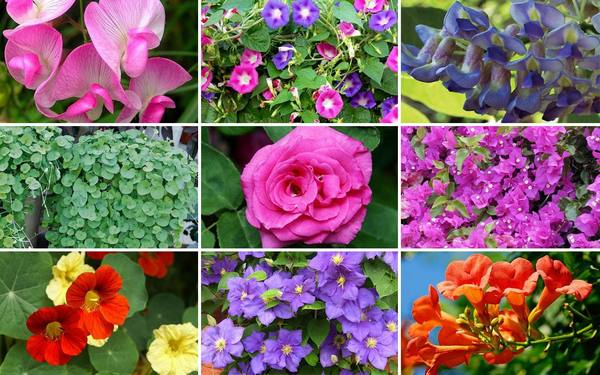 9 лучших быстрорастущих вьющихся цветов для забора, арок и шпалер на даче (27 фото) с фото