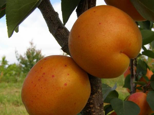Описание сорта абрикоса Харгранд - фото