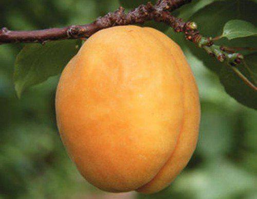 Выращивание сорта абрикоса Сибиряк Байкалова - фото
