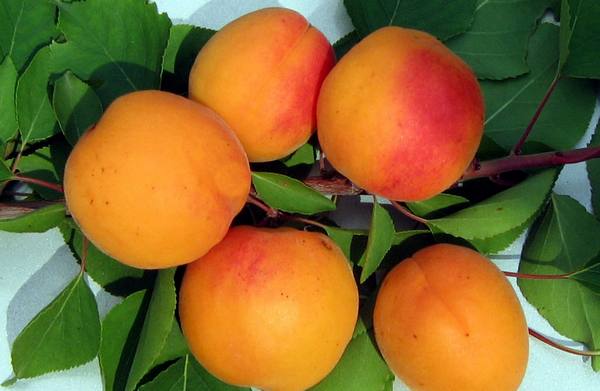 Сорт абрикоса Снежинский: описание, особенности - фото