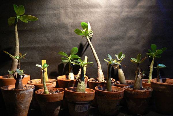 Выращивание адениума из семян в домашних условиях - фото