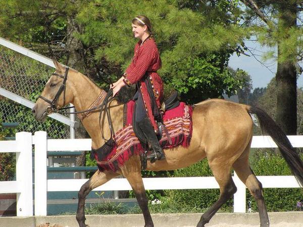 Особенности ахалтекинских лошадей - фото