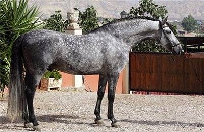 Андалузская порода  лошади королевских кровей - фото