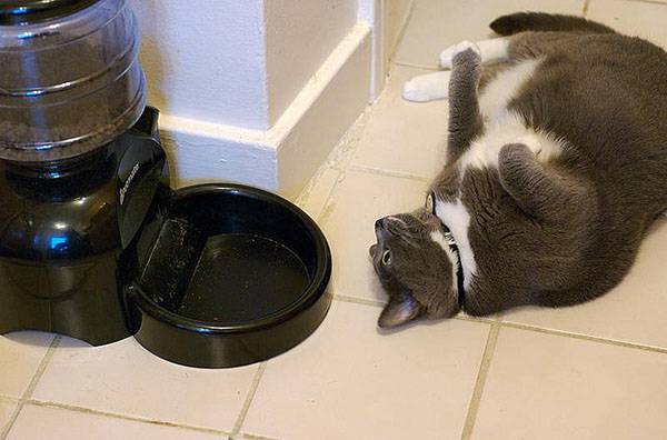 Удобное и полезное приспособление для питания кошек - автоматическая кормуш ... - фото