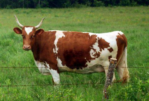 Айширская порода домашних коров: характеристики - фото