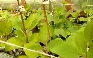 Формирование из рассады баклажан высокоплодородных растений - видео с фото