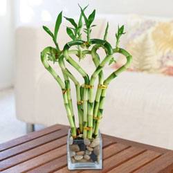 «Растение удачи»  комнатный декоративный бамбук Как обеспечить ему правильн ... - фото