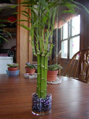 Посадка, размножение и уход за бамбуком в домашних условиях, фото - фото