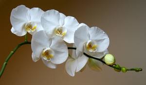 Белая орхидея: фото и описание - фото