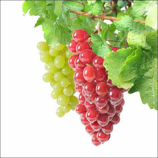 Биопрепараты для винограда, принципы применения - фото
