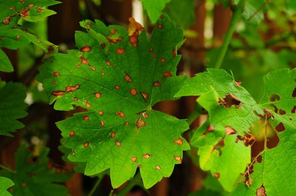 Распространенные болезни листьев винограда - фото