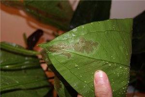 Как лечить болезни листьев антуриума: фото и описание - фото