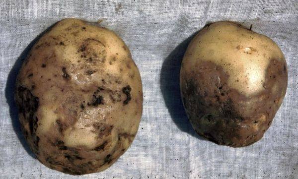 Самые опасные болезни картофеля и борьба с ними с фото
