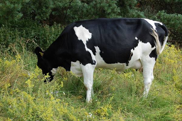 Коровы: болезни ног и копыт с фото