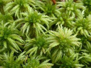 Что такое мох сфагнум: как использовать это растение с фото