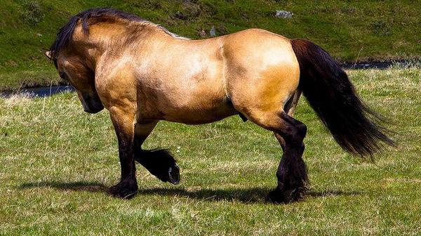 Красивые и резвые буланые кони - фото