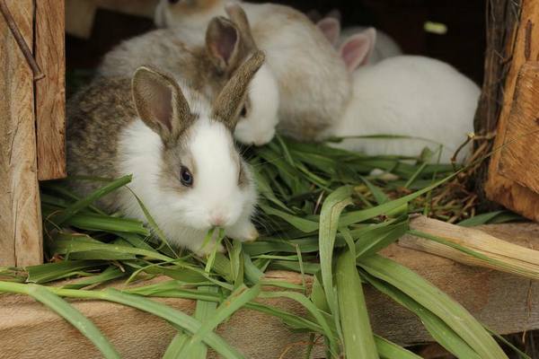 Чем и как правильно кормить кроликов? - фото