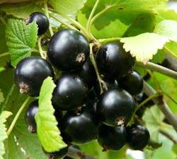 Черная смородина  «кладовая витаминов»: посадка и уход с фото