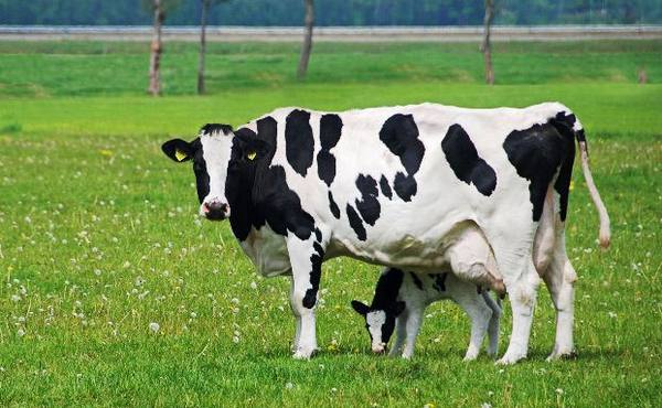 Описание черно - пестрой коровы - фото