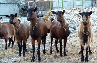 Все о породе чешских коз и правила ухода за ней с фото
