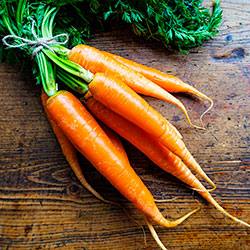 Что делать если не всходит морковь и как часто поливать ее после посадки? - фото
