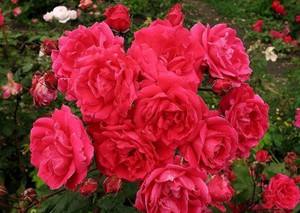 Парковые розы - что это за вид и сорт такой с фото