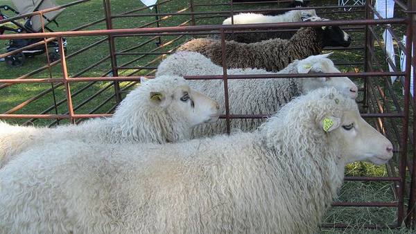 Как правильно стричь овец - фото