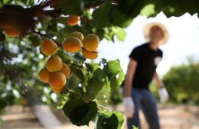 Как правильно собрать и сохранить абрикосы? с фото