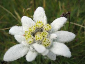 Цветок эдельвейс: его виды, выращивание, фото растения - фото