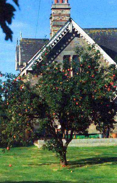 Формирование штамбов плодовых деревьев - фото
