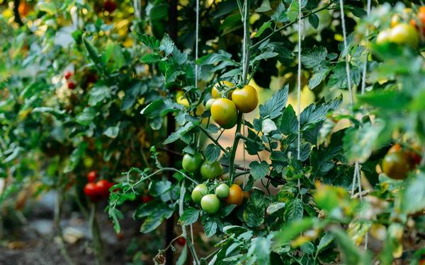 Формирование томатов в теплице и открытом грунте: инструкции и схемы с фото