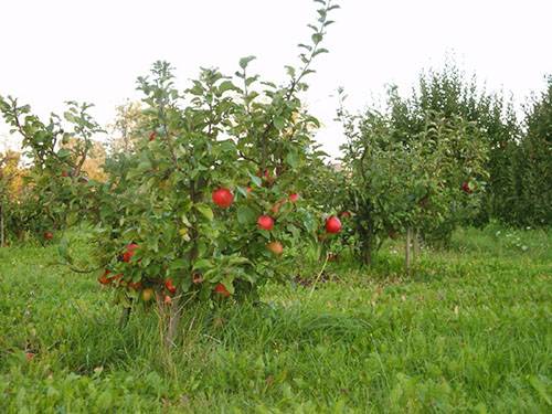 Фото карликовых яблонь и особенности их выращивания - фото