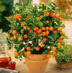 Кумкват: «Золотой апельсин» - секреты выращивания в домашних условиях - фото