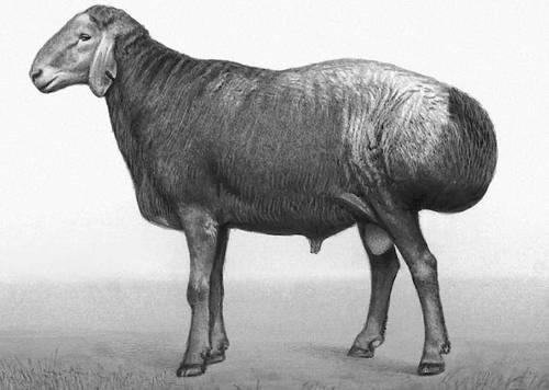 Все что стоит знать об овцах гиссарской породы с фото