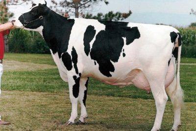 Отличия и преимущества Голштинской породы коров - фото