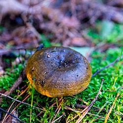 Описание и характеристики чёрного груздя: как замариновать и сделать засолку гриба на зиму с фото