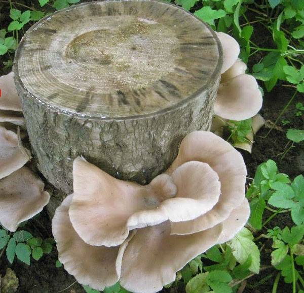 Выращивание грибов на пнях с фото